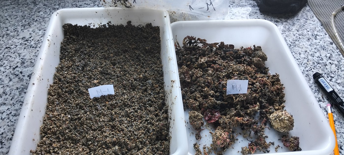 Sediment samples prepared for benthic fauna analysis