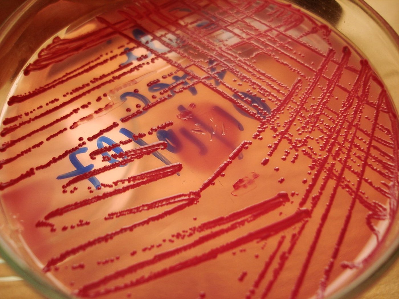 Culture plate with microbial colonies in the Geomytsa laboratory